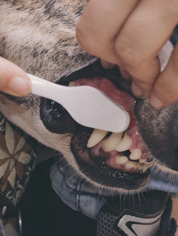 closeup of dog getting tooth brushed with a toothbrush
